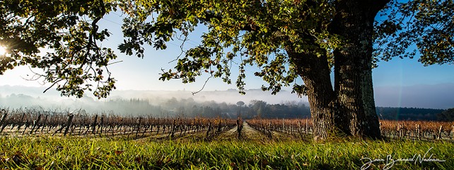 Agence Fleurie, Agence de Marketing à Royan