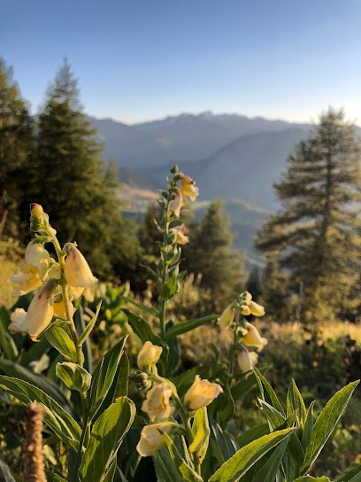 Digitaline, Agence de Marketing Digital à Albiez-le-Jeune