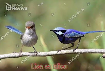 Lica Sa Ulica, Agence de Marketing Digital à Marseille 03